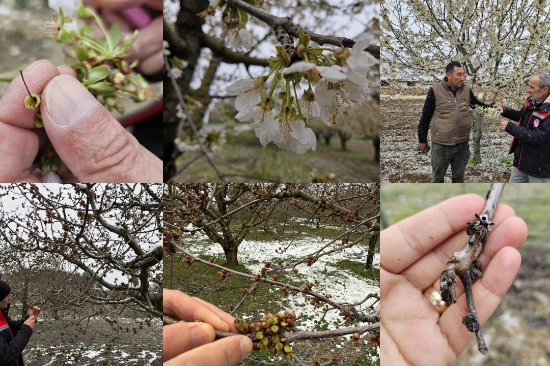 TBMM 'zirai don zararları'nı araştıracak