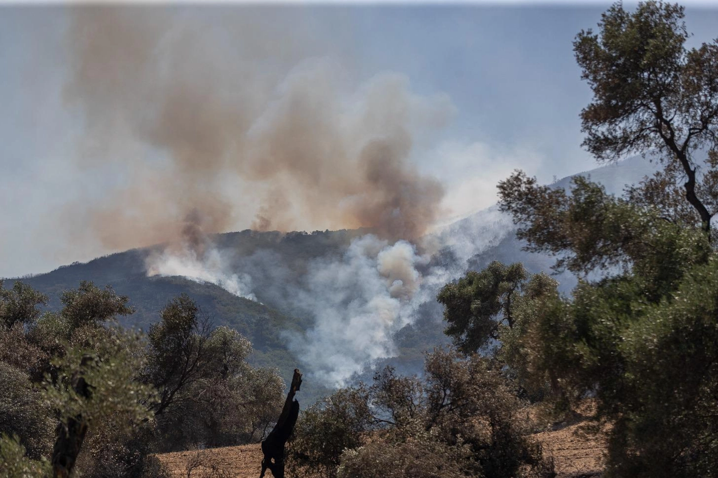 İzmir’in orman yangını risk haritası hazır